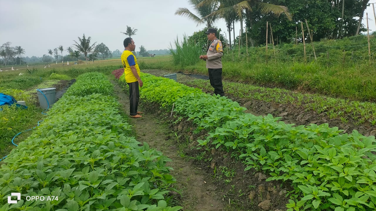 Bhabinkamtibmas Polsek Harau melakukan penanaman Bayam dan Kangkung di kebun milik warga di desa binaannya demi Ketahanan Pangan Nasional