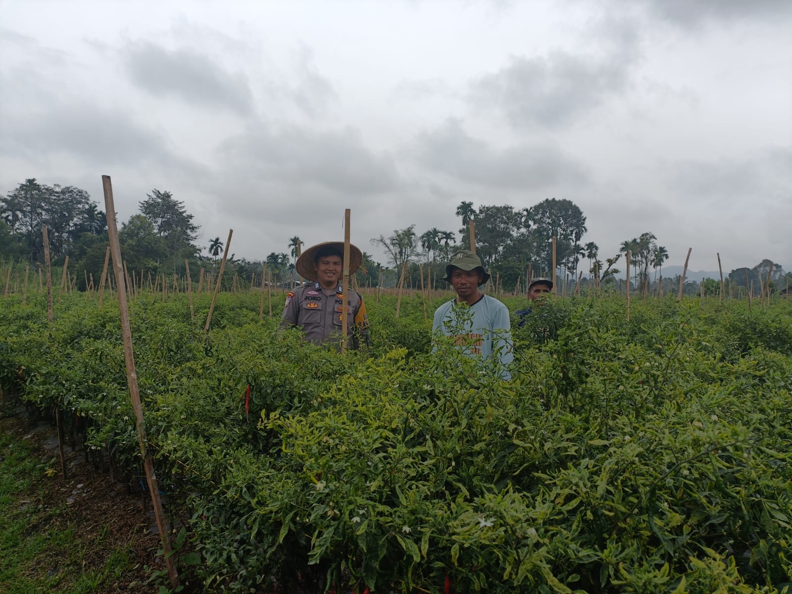 Keikutsertaan Bhabinkamtibmas Polsek Harau dalam pengawasan dan panen raya bersama petani cabe di Nagari Tarantang