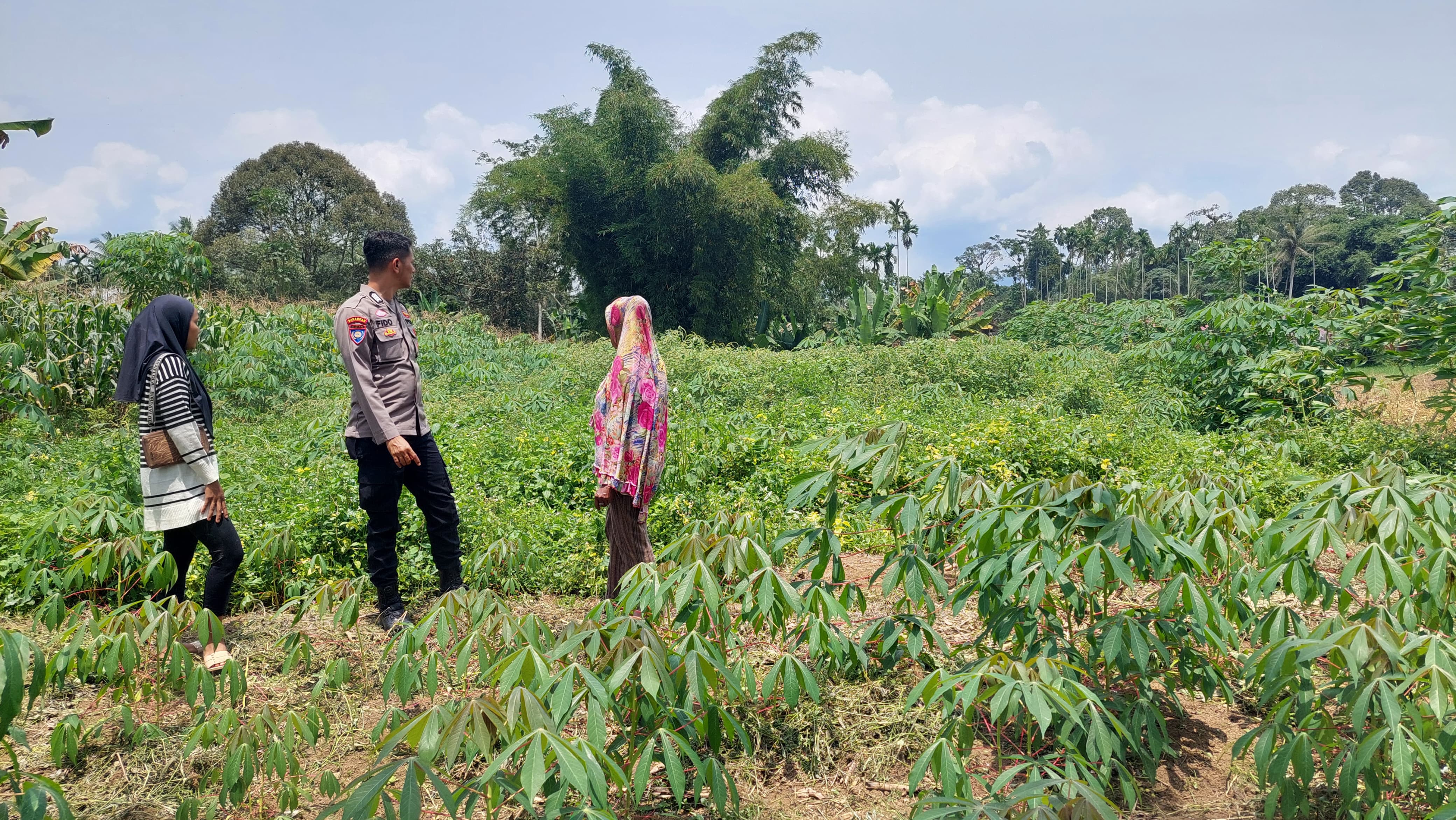 Bhabinkamtibmas Polsek Harau Memberi himbauan, pengawasan, dan motivasi keada petani ubi guna dukung Asta Cita