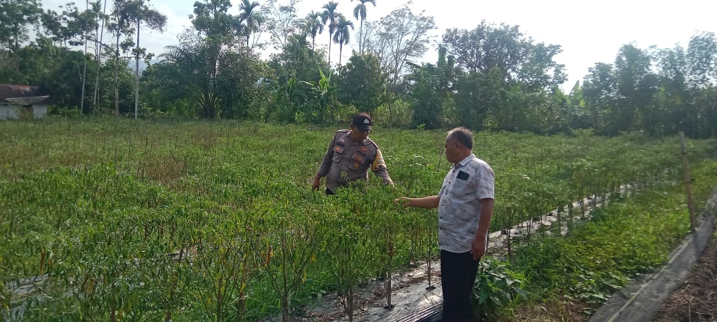 Polsek Kapur IX dan Dinas Pertanian Kecamatan Kapur IX melakukan penanaman cabe bersama Kelompok Wanita Tani di Dewan binaan