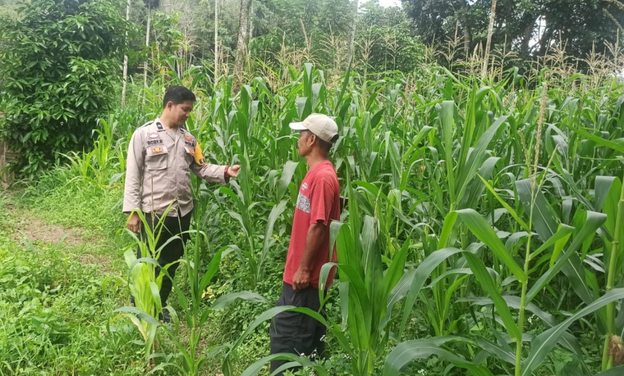 Bhabinkamtibmas Polsek Suliki Melaksanakan Kegiatan Pengawasan Lahan dengan Petani di Nagari Binaan Dalam Rangka Program Asta Cita Ketahanan Pangan Nasional