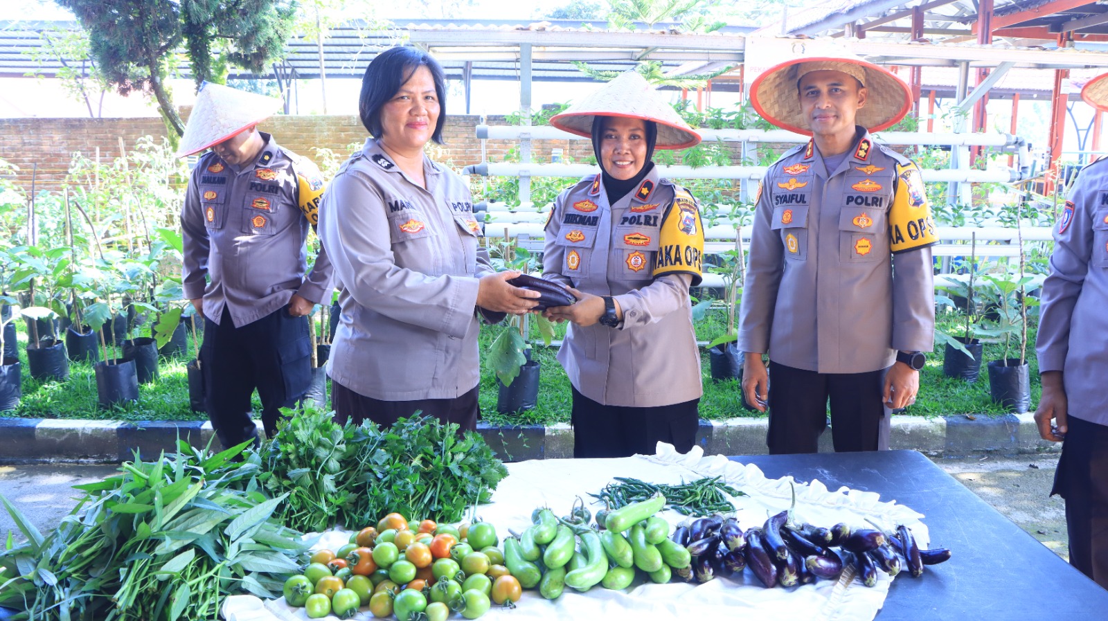 Kapolres 50 Kota Panen Perkarangan Pangan Lestari (P2L) 