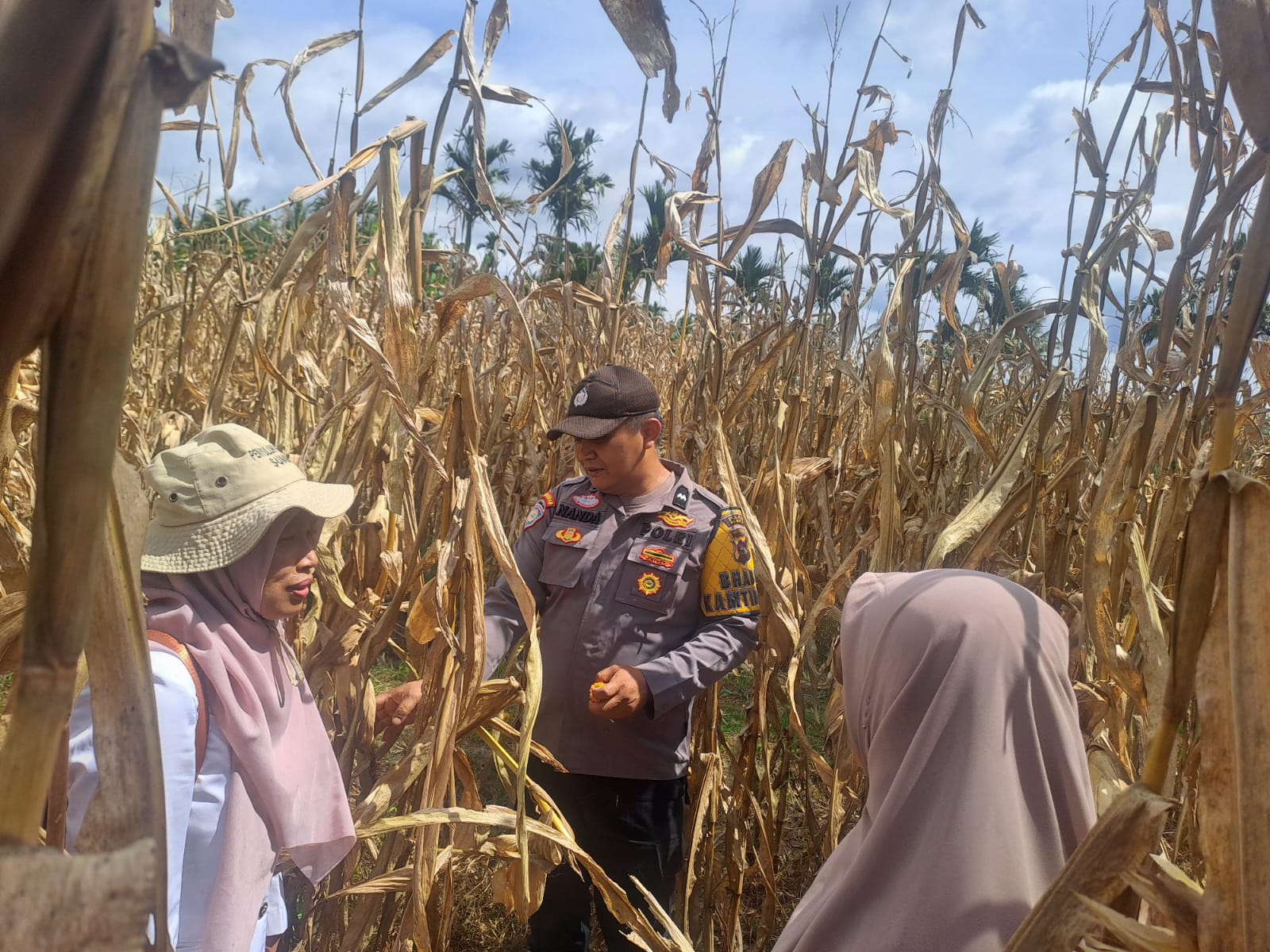 SINERGI BHABINKAMTIBMAS POLSEK GUGUK POLRES 50 KOTA DAN KELOMPOK TANI DUKUNG KETAHANAN PANGAN NASIONAL LEWAT PANEN JAGUNG DI GUGUAK