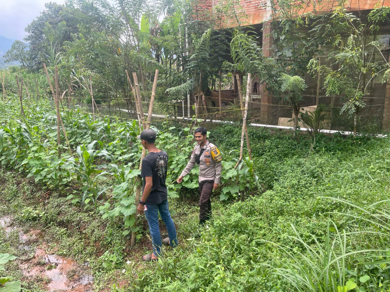 BHABINKAMTIBMAS NAGARI SOLOK BIO BIO LAKSANAKAN MONITORING KE PETANI UNTUK DUKUNG PROGRAM KETAHANAN PANGAN NASIONAL